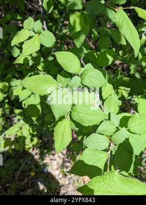 Mexikanische Pflaume (Prunus mexicana) Stockfoto