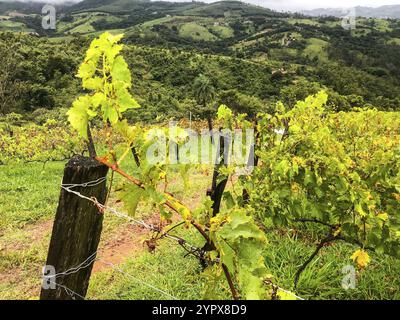 Nahaufnahme der Weinberge in den Bergen während der bewölkten Regenzeit. Weinreben in den grünen Hügeln. Weinberge für die Herstellung von Wein, der in den Tälern auf der r Stockfoto