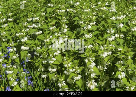 Blühende weiße Brennnessel (Lamium-Album). Sonniger Tag Mitte Mai Stockfoto