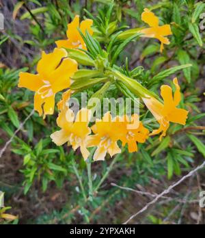 Südbuschaffenblume (Diplacus longiflorus) Stockfoto