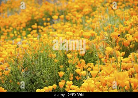 California Golden Poppy und Goldfields blühen in Walker Canyon, Lake Elsinore, CA. USA. Leuchtend orange Mohnblumen während California Wüste super b Stockfoto