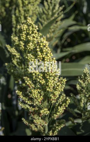 Sorghum zweifarbig. Sorghum-Ackerfeld. Die Pflanze ist auch bekannt als Hirse, Besen, Perlmutterkorn, durra, Imphee, Jowar oder milo Stockfoto