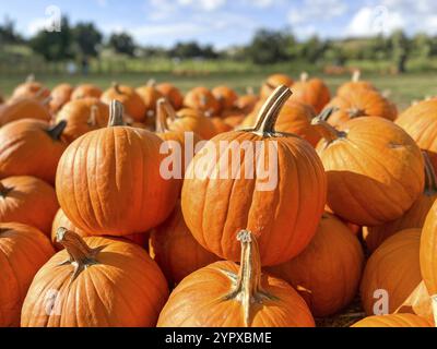 Kürbisse stielen im Feld während der Erntezeit im Herbst. Halloween-Vorbereitung, American Farm Stockfoto