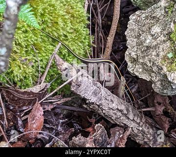 Strumpfschlange (Thamnophis cyrtopsis) Stockfoto