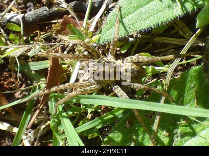 Georgia Wolf Spider (Tigrosa georgicola) Stockfoto