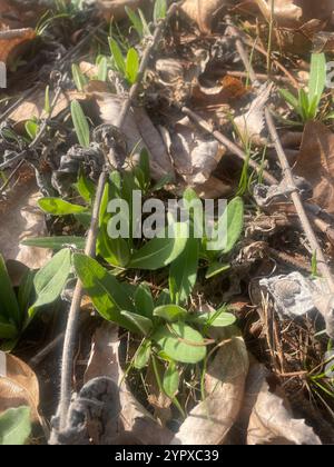 Aschige Sonnenblume (Helianthus mollis) Stockfoto