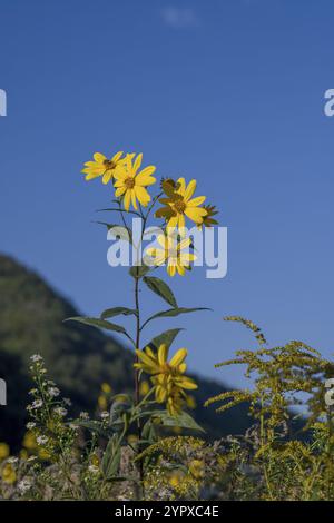 Gelbe Blüten der Jerusalemer Artischocke (Helianthus tuberosus) Blühende Sonnenwurzel, Sonnendrossel, wilde Sonnenblume, Topinambur oder Erdapfel Stockfoto