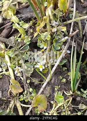 Efeublättriger Krähenfuß (Ranunkulus hederaceus) Stockfoto