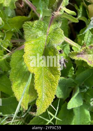 Kolibri Salbei (Salvia spathacea) Stockfoto