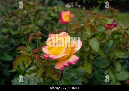 Liebe und Frieden Rosenblüten wachsen im Garten. Usa. Stockfoto