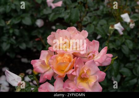 Im Garten wachsen helle und glänzende Rosenblüten. Usa. Stockfoto