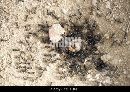 Schwarze Ameisen in der Wüste in der Nähe eines Ameisenhügels, Eingang zum Ant-Boden Stockfoto