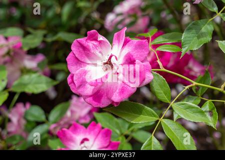 Leuchtende rosafarbene Eisbergrose Blumen wachsen im Garten. Usa. Stockfoto