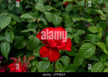 Grande Amore Rose Blumen wachsen im Garten. Usa. Stockfoto