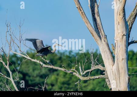 Ein großer blauer Reiher, Ardea herodias, landet auf einem toten Baum auf Harbor Island in Grand Haven, Michigan Stockfoto