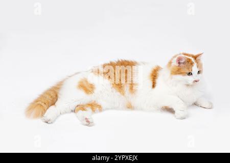 Eine entzückende Katze, die bequem auf einem weichen weißen Hintergrund liegt und pure Ruhe und Wärme ausstrahlt Stockfoto