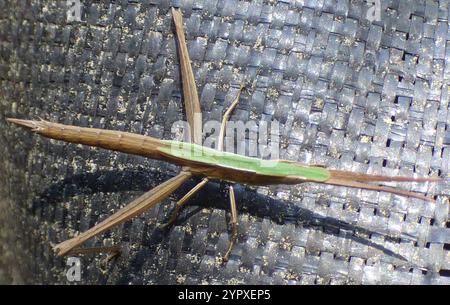 Langhaarige Zahnstocher Grasshopper (Achurum carinatum) Stockfoto