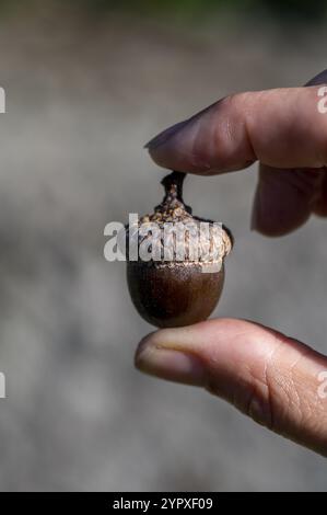 Eine Frau, die einzelne Eichel in den Fingern hält. Quercus rubra Eichel Stockfoto