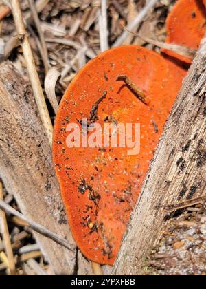 Nördliches Zinnober-Polypore (Trametes cinnabarina) Stockfoto