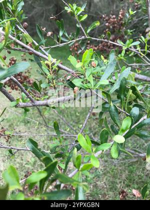 Australische Blackthorn (Bursaria spinosa) Stockfoto