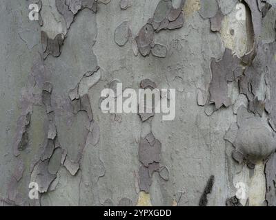 Baumrinde Platane Baum Nahaufnahme, Textur Hintergrundstruktur, natürlicher hölzerner Hintergrund Stockfoto