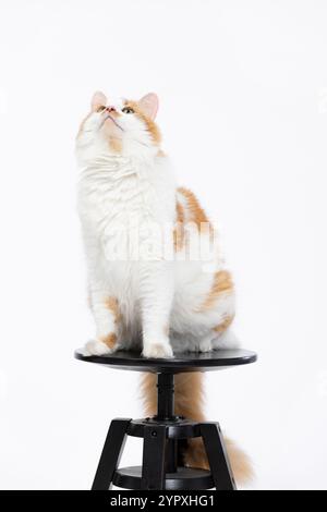 Eine anmutige und elegante Katze mit markanten orangefarbenen Markierungen sitzt auf einem gemütlichen Hocker Stockfoto