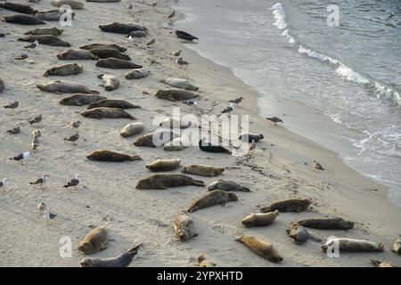 Seelöwen und Robben schlafen in einer Bucht unter der Sonne in La Jolla, San Diego, Kalifornien. Der Strand ist vom 15. Dezember bis 15. Mai geschlossen, weil er es hat Stockfoto