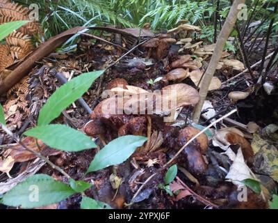 Austral-Honigpilz (Armillaria novae-zelandiae) Stockfoto