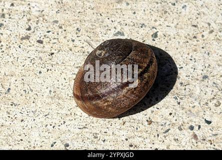 Nicklin's Schulterband Schnecke (Helminthoglypta nickliniana) Stockfoto