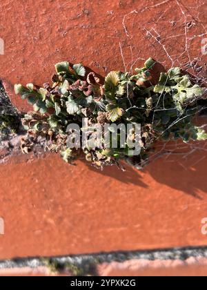 Wallrue Spleenwort (Asplenium ruta-muraria cryptolepis) Stockfoto