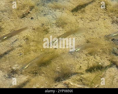 Westliche Moskitofisch (Gambusia affinis) Stockfoto