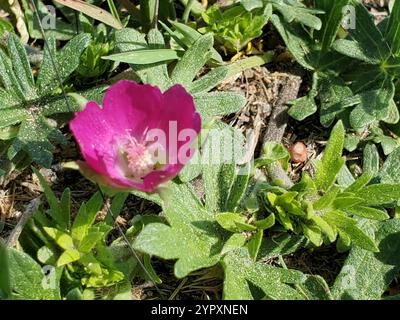 Winecup Malve (Callirhoe involucrata) Stockfoto