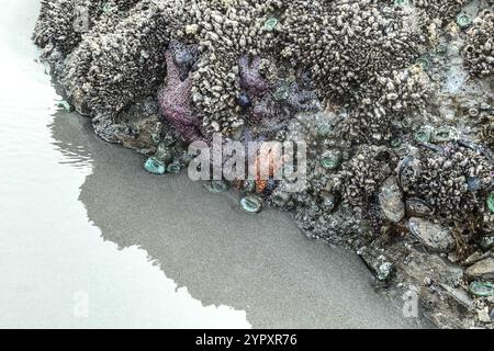 Meereslebewesen einschließlich Seesterne, Meeresanemonen, Muscheln und Nasenkel auf einem Meeresgestein. Stockfoto