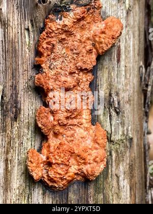 Nördliches Zinnober-Polypore (Trametes cinnabarina) Stockfoto