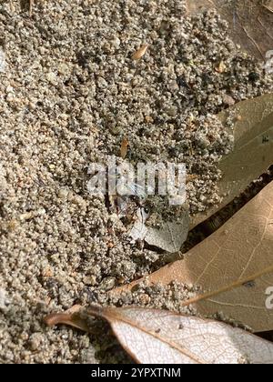 Großer importierter Großkopf-Ant (Pheidole obscurithorax) Stockfoto