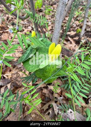 Gelbes wakerobin (Trillium luteum) Stockfoto