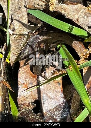 Georgia Wolf Spider (Tigrosa georgicola) Stockfoto