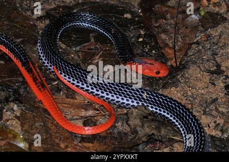 Rothaarige Krait (Bungarus flaviceps) Stockfoto