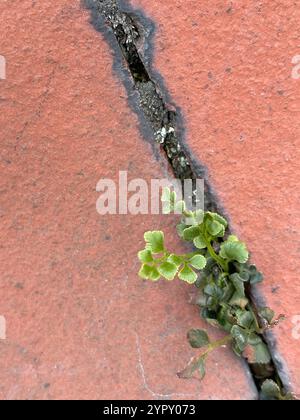 Wallrue Spleenwort (Asplenium ruta-muraria cryptolepis) Stockfoto