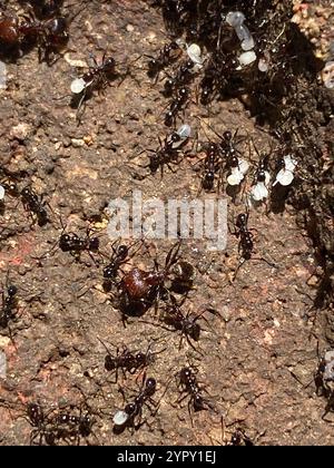 Großer importierter Großkopf-Ant (Pheidole obscurithorax) Stockfoto