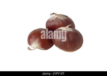 Kastanienfrüchte Nahaufnahme isoliert auf weiß. Drei Kastaniengruppen. Genießbare Herbstfrüchte. Braune Hochglanzmuttern mit spitzen Enden und einem kleinen Büschel A Stockfoto