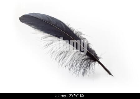 Federstift auf weißem Hintergrund. Schreibwerkzeug aus schwarzer, schöner Feder eines großen Vogels. Stockfoto