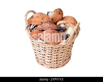 Waldpilze im dekorativen Korb isoliert auf weiß. Suillus luteus oder rutschige Wagenheber. Braune Pilze mit schleimigen Kappen. Stockfoto