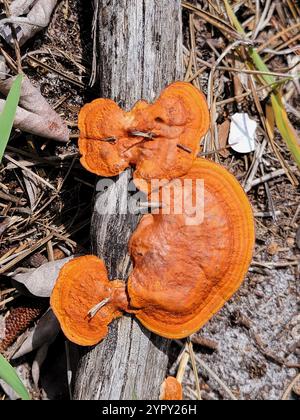 Nördliches Zinnober-Polypore (Trametes cinnabarina) Stockfoto