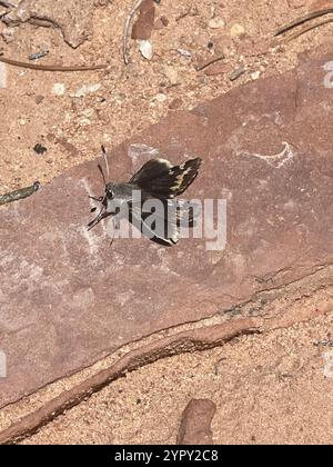 Yucca Giant-Skipper (Megathymus yuccae) Stockfoto