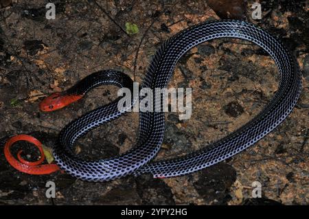 Rothaarige Krait (Bungarus flaviceps) Stockfoto
