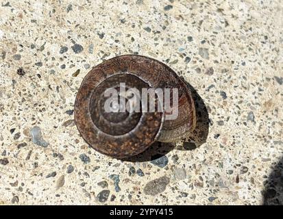 Nicklin's Schulterband Schnecke (Helminthoglypta nickliniana) Stockfoto