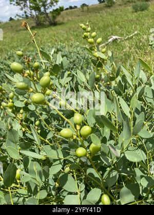 Gelbe Wilde Indigo (Baptisia sphaerocarpa) Stockfoto