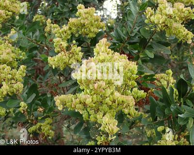 Australische Blackthorn (Bursaria spinosa) Stockfoto