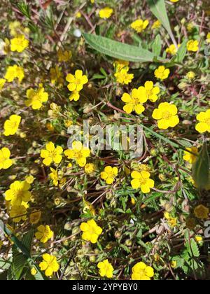 Siebenblättriges Cinquefoil (Potentilla Heptaphylla) Stockfoto